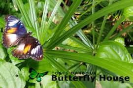 Coffs Harbour Butterfly House I 10% off